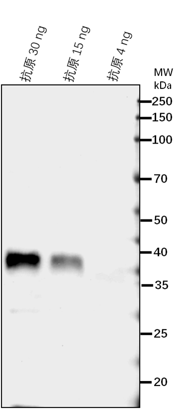 Anti-CAO/ Chlorophyllide a oxygenase, chloroplastic