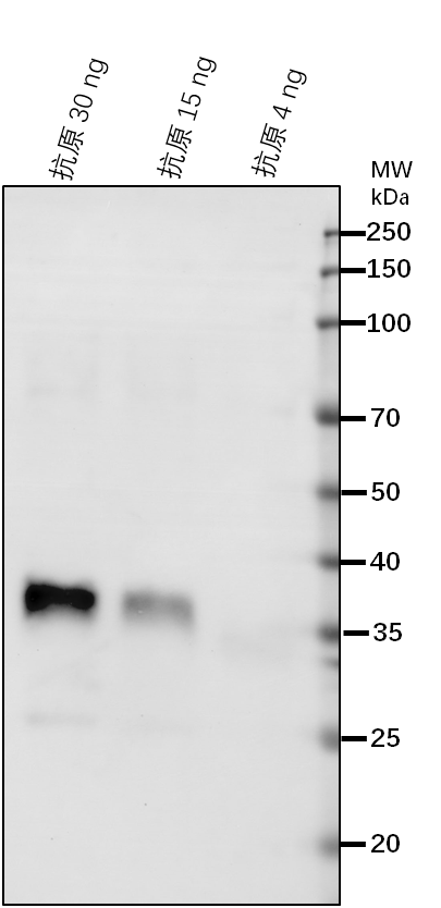 Anti-CAD4/ Cinnamyl alcohol dehydrogenase 4