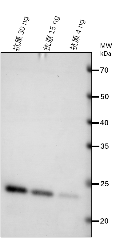Anti-PG18/ Plastoglobular protein18