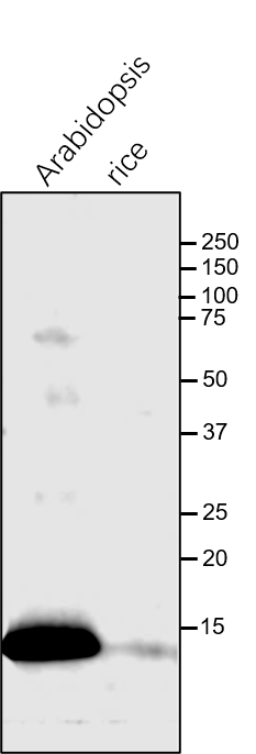 Anti-RBCS / Ribulose bisphosphate carboxylase small subunit