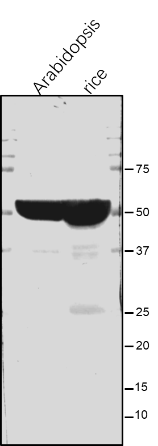 Anti-ATPB / ATP synthase subunit beta rabbit antibody