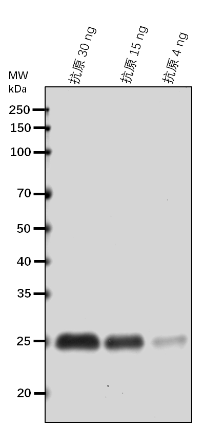 Anti-DFR/ Dihydroflavonol 4-reductase