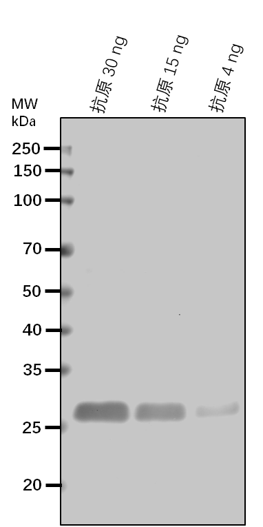 Anti-DHS1/ Phospho-2-dehydro-3-deoxyheptonate aldolase 1