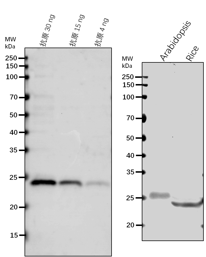 Anti-APX1/ L-ascorbate peroxidase 1, cytosolic