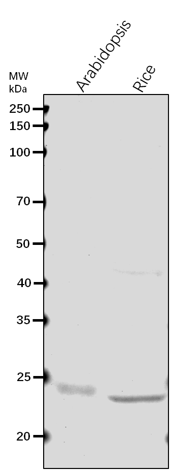 Anti-FER1/ Ferritin-1, chloroplastic