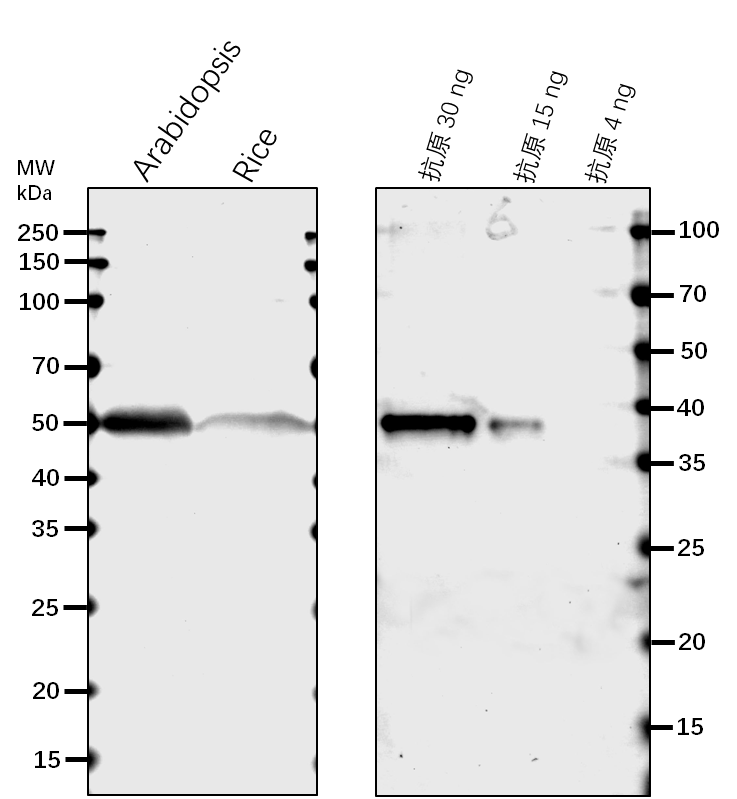 Anti-SAHH1/ Adenosylhomocysteinase 1
