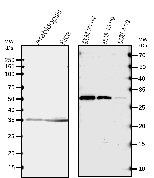 Anti-FBA1/ Fructose-bisphosphate aldolase 1, chloroplastic