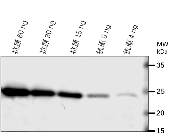 Anti-Alpha/beta-Hydrolases superfamily protein