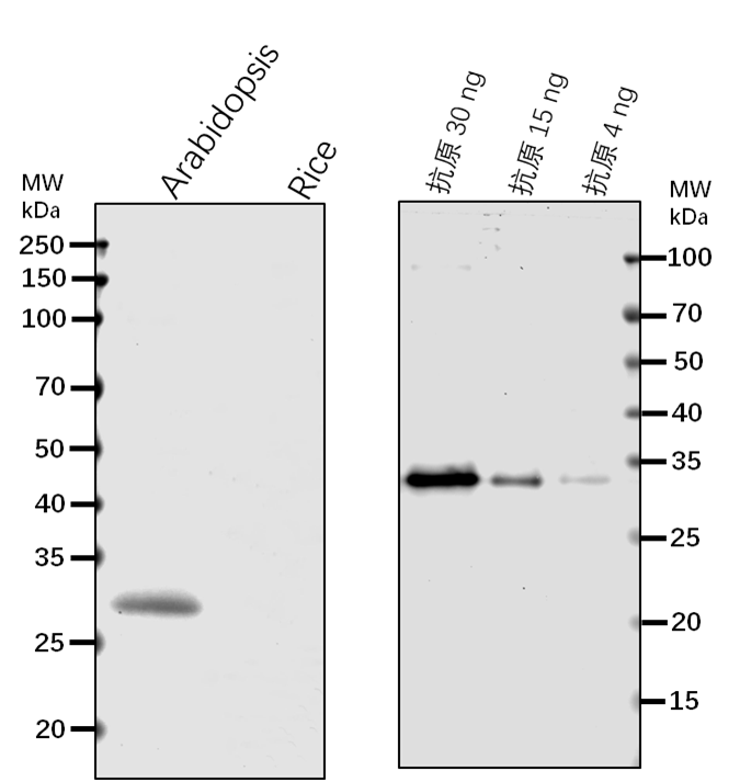 Anti-CDC2/CDC2A/ Cyclin-dependent kinase A-1