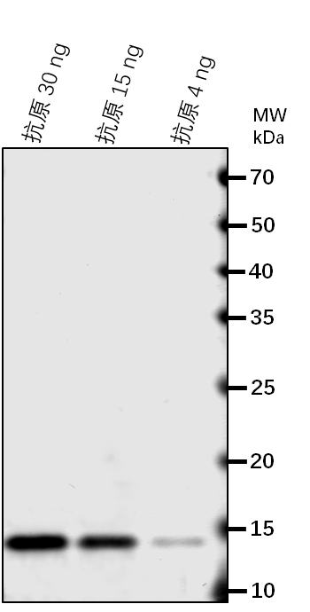 Anti-HCAR/ 7-hydroxymethyl chlorophyll a reductase