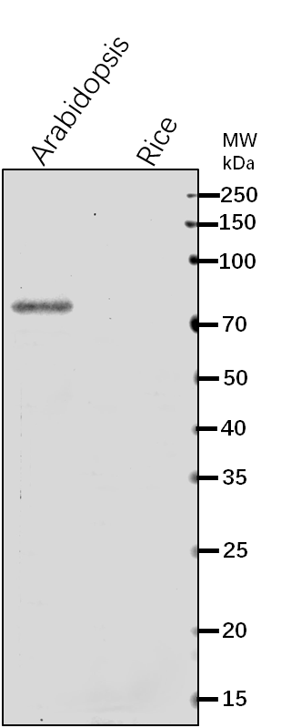 Anti-DRM2/ DNA (cytosine-5)-methyltransferase DRM2