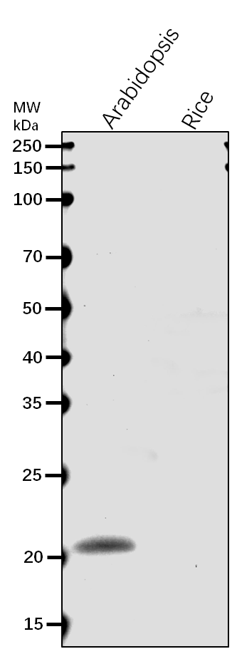 Anti-ClpP1/ ATP-dependent Clp protease proteolytic subunit 1