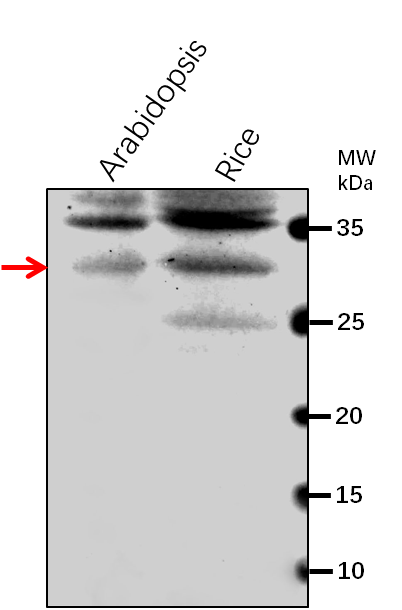 Anti-ClpF/ Clp protease adapter protein ClpF, chloroplastic
