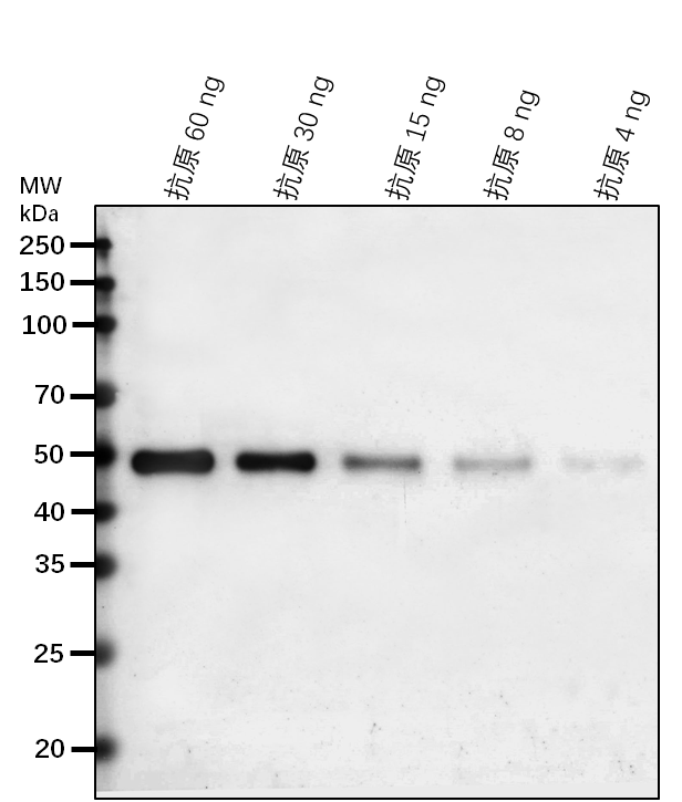 Anti-COP1/ E3 ubiquitin-protein ligase COP1