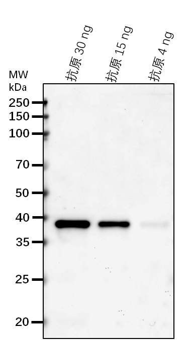 Anti-UFGT/ Anthocyanidin 3-O-glucoside 2'''-O-xylosyltransfe