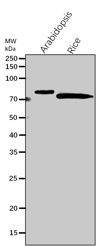 Anti-TKL1/ Transketolase 1