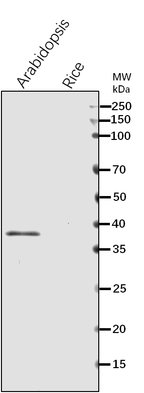 Anti-HDT3/ Histone deacetylase HDT3