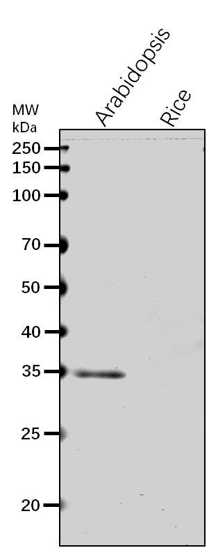 Anti-HDT1/ Histone deacetylase HDT1