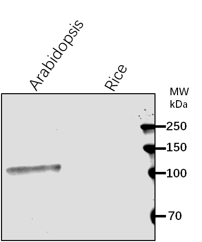 Anti-FUG1/ Translation initiation factor IF-2