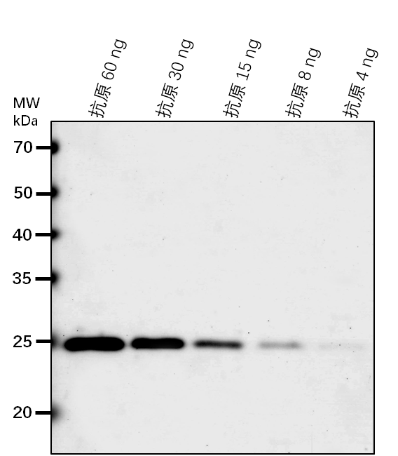 Anti-PDE327/ FAD/NAD(P)-binding oxidoreductase protein