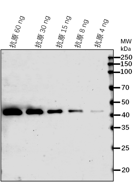 Anti-FAAH/ Fatty acid amide hydrolase