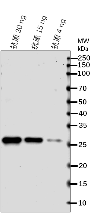 Anti-Uncharacterized methyltransferase At1g78140