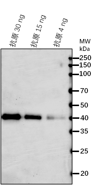 Anti-CDC5/ Cell division cycle 5-like protein
