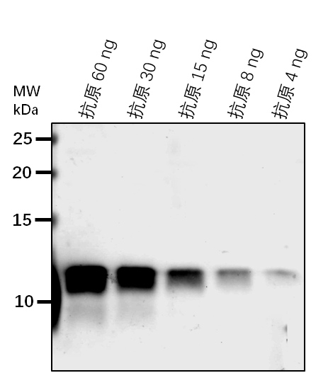 Anti-Lhca5/ Photosystem I chlorophyll a/b-binding protein 5