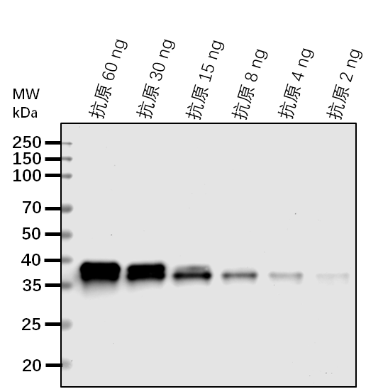 Anti-FVE/ WD-40 repeat-containing protein MSI4