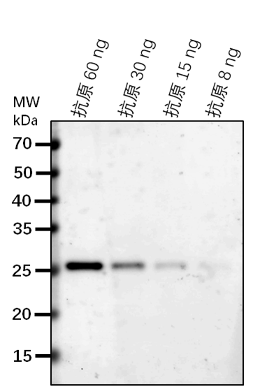 Anti-ETR1/ Ethylene receptor 1