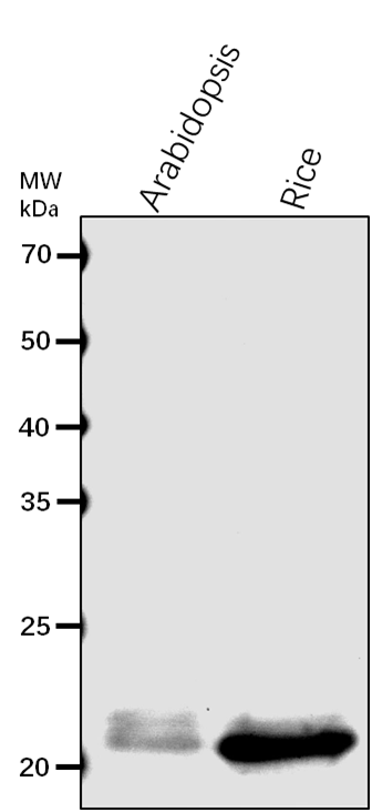 Anti-Lhcb6/CP24/ Chlorophyll a-b binding protein
