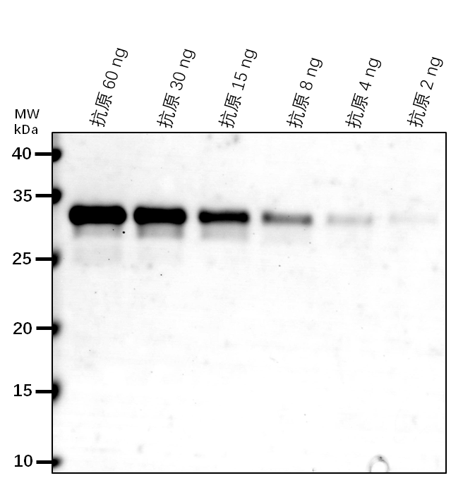 Anti-CHL/LCNP/ Chloroplastic lipocalin