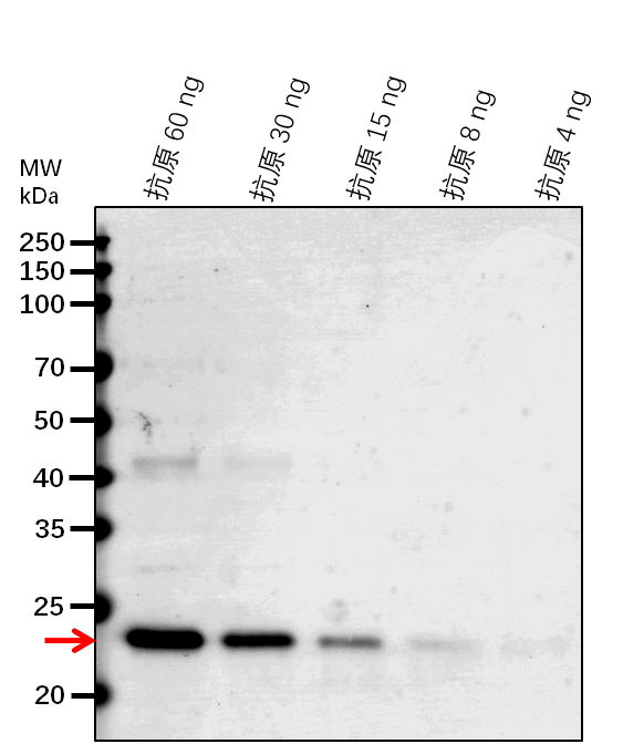 Anti-CLH1/ Chlorophyllase-1
