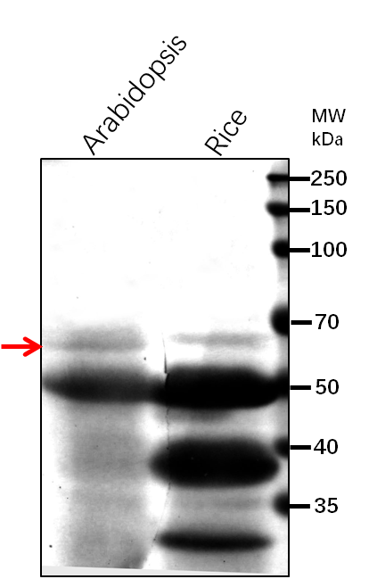 Anti-NPR1/ Regulatory protein NPR1