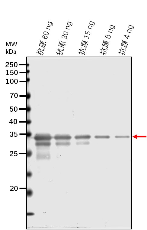 Anti-RBOHD/ Respiratory burst oxidase homolog protein D