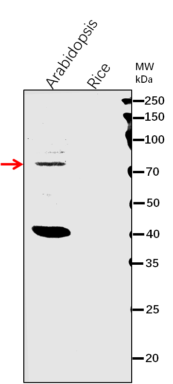 Anti-WIT2/ WPP domain-interacting tail-anchored protein 2