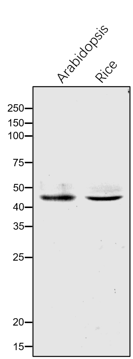 Anti-DXR/ 1-Deoxy-D-xylulose 5-phosphate reductoisomerase