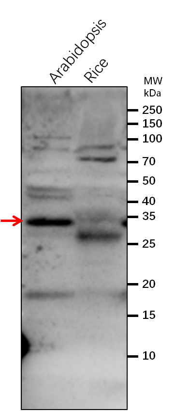 Anti-GGPS1/GGPP synthase 1 antibody