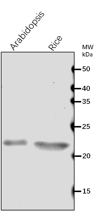 Anti-Lhca2/ Photosystem I chlorophyll a/b-binding protein 2
