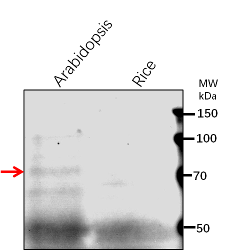Anti-EIN3/ Protein ETHYLENE INSENSITIVE 3