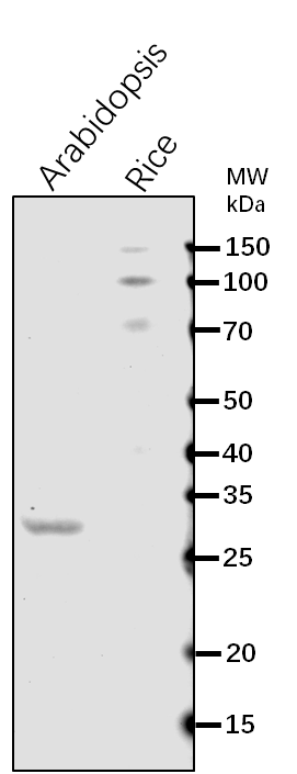 Anti-CP29A/ 29 kDa ribonucleoprotein, chloroplastic