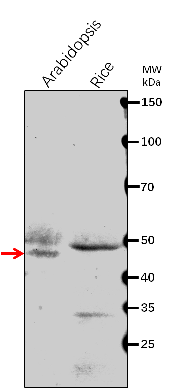 Anti-STN8/ Serine/threonine-protein kinase STN8
