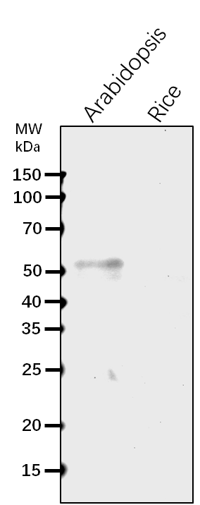 Anti-SUN1/ SUN domain-containing protein 1
