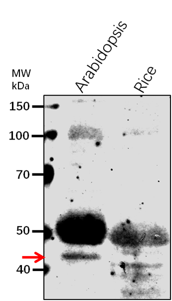 Anti-CO/ Zinc finger protein CONSTANS