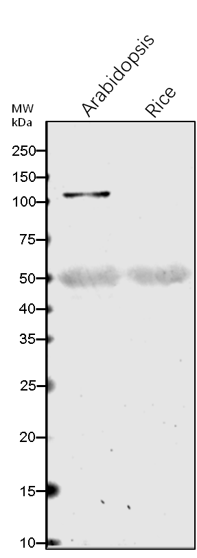 Anti-PHOT2/ Phototropin-2 rabbit antibody