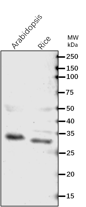 Anti-PGLP1/ Phosphoglycolate phosphatase 1A