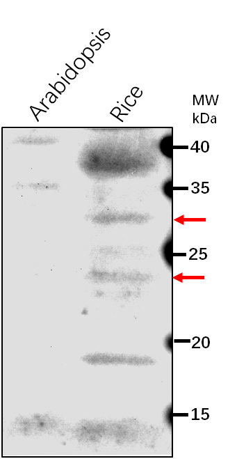 Anti-PNSL3/ oxygen evolving enhancer protein 3 domain contai