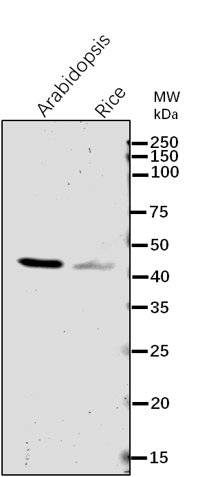 Anti-CFBP1/ Fructose-1,6-bisphosphatase 1, chloroplastic
