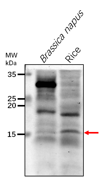 Anti-GLB1/ Nitrogen regulatory protein P-II homolog