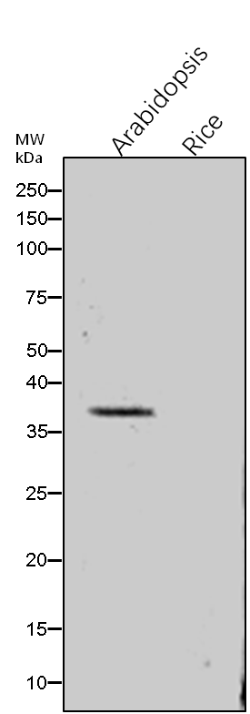 Anti-TRA2/ Transaldolase 2 rabbit antibody
